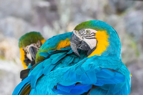 Barevný papoušek na větvi v zoo — Stock fotografie