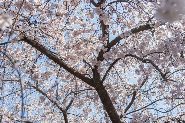 ağaç üzerinde çiçeği