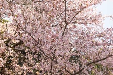 ağaç üzerinde çiçeği