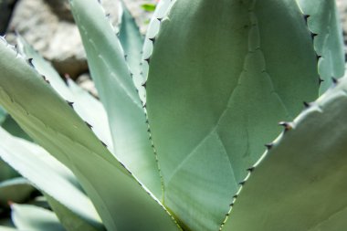 Renkli canlı. Taze çiçeklerle kaplanmış taze çiçekler.