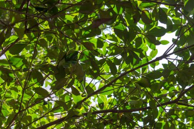 Ağaç yaprakları ve yapraklar güneş ışığına karşı.