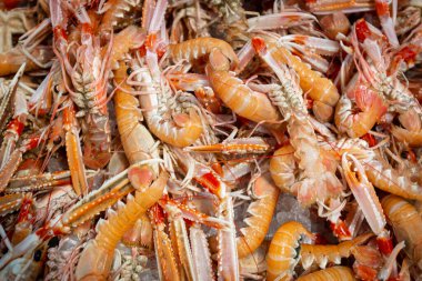 Bir yolcu gemisinin cankurtaranı.