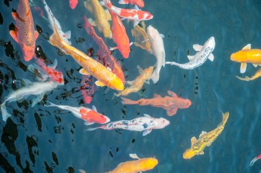 Renkli koi sazan suda okullaşma