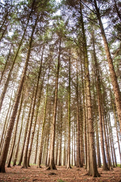 Stora höga träd i en skog i dagsljus — Stockfoto