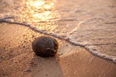 Gelgit dalgaları tarafından vurulduktan bir plajda Hindistan cevizi