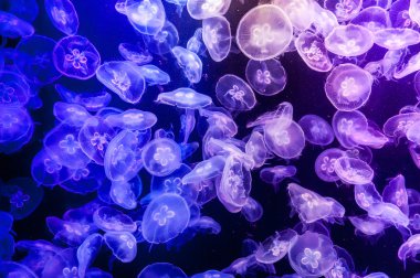 school of Jelly fish in aquarium with blue light clipart