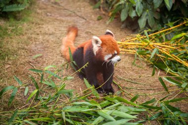 Red panda hayvanat bahçesinde oturan