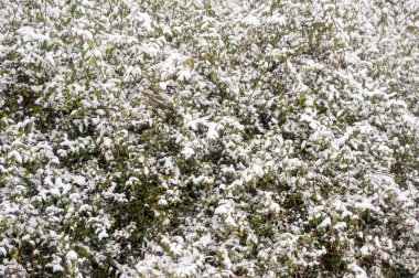 Ağaç ve çalı yaprakları kapsayan kar