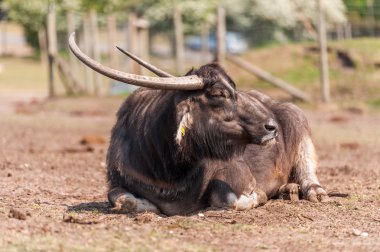 Su bufalosu karada koyan