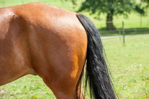 Sul dorso del cavallo — Foto Stock