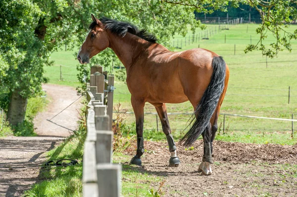 Cavallo Marrone in campo — Foto Stock