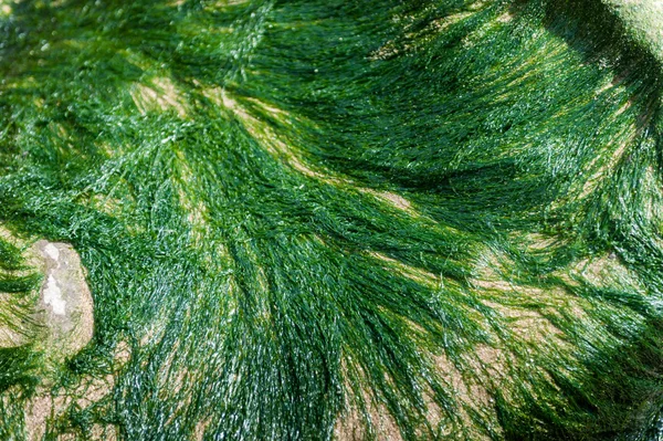 Sahilde taş üzerinde yeşil yumuşak deniz yosunu — Stok fotoğraf