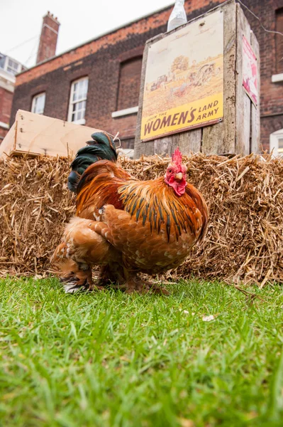 Poulet gratuit avec affiche des filles de la terre en arrière-plan — Photo