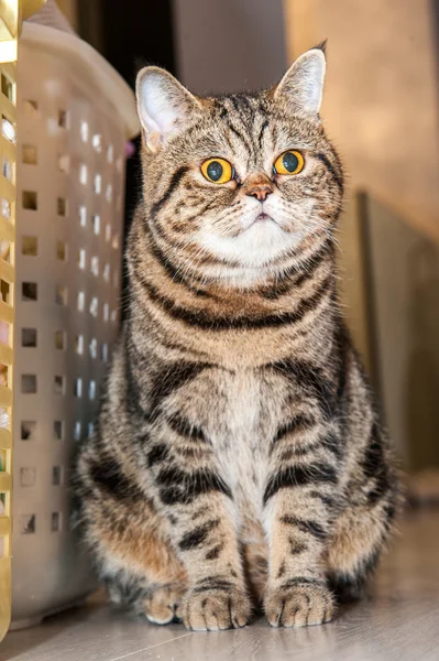 Chat domestique pelucheux assis avec de grands yeux — Photo