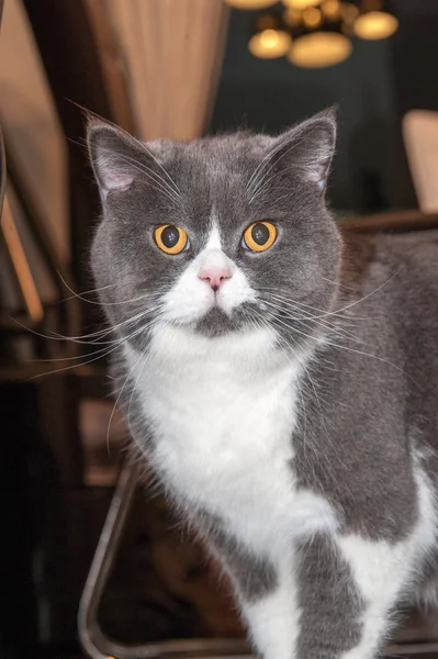 Kocaman gözleriyle oturan kabarık evde beslenen hayvan kedi evcil — Stok fotoğraf