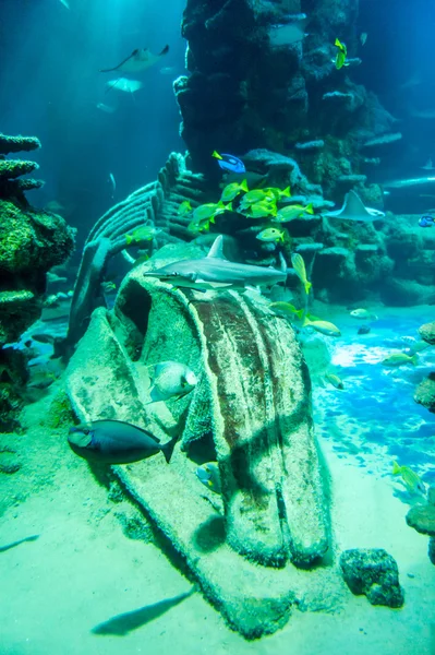 Whale skeleton and fish underwater in aquarium