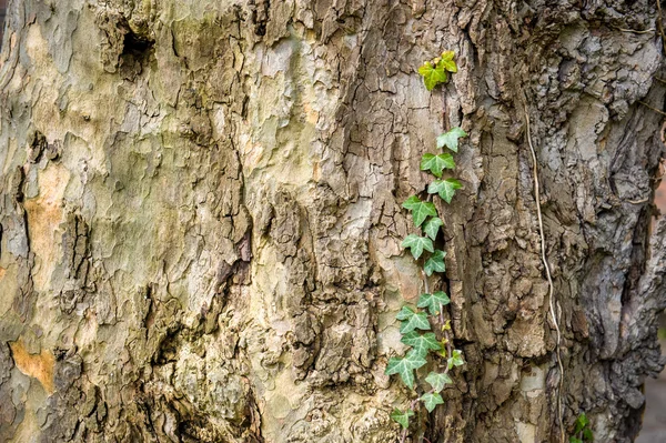 Tree bark and ivy climbing tree