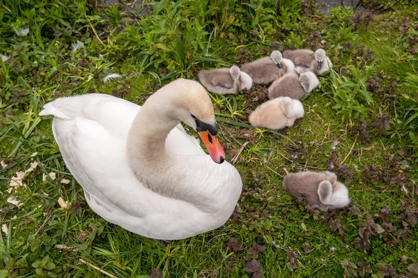 Kuğu ile genç yerleştirme