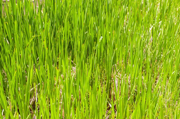 Свіжа яскраво-зелена трава в полі крупним планом — стокове фото