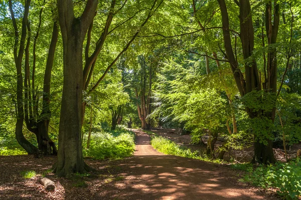 Pista de tierra en un gran bosque — Foto de Stock