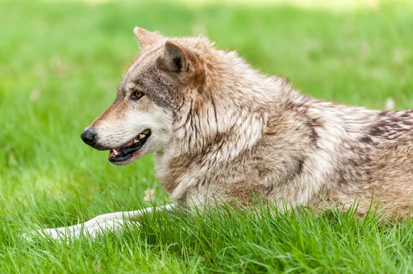 Close up of a wolf sitting on grass side view — Stock Photo, Image