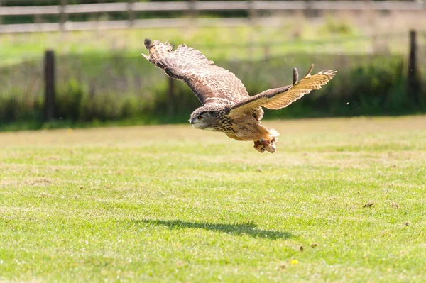 Летящая сова над зеленой травой — стоковое фото