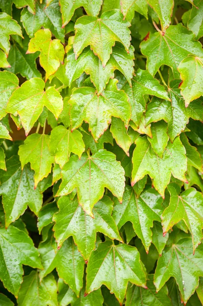 Hojas verdes trepadoras en una pared bajo la lluvia — Foto de Stock