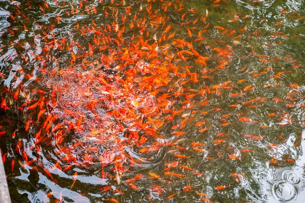 Many gold fish schooling in pond — Stock Photo, Image