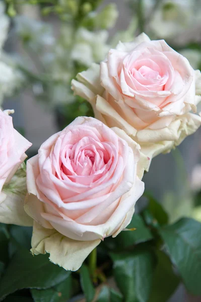 Dwa białe róże z centrów różowy — Zdjęcie stockowe