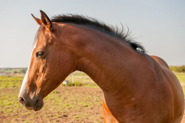 Testa di cavallo marrone — Foto Stock