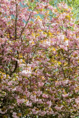 Pembe çiçek ağaç