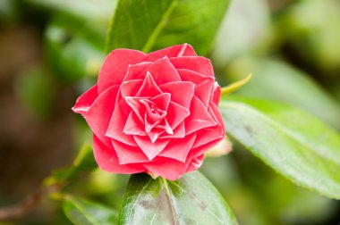 Kırmızı renkli çiçek