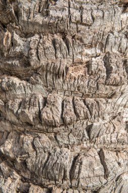 palmiye ağaç kabuğu