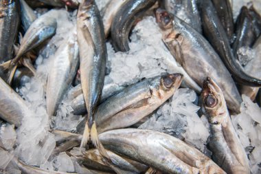 Buz üzerinde Gümüş Balık