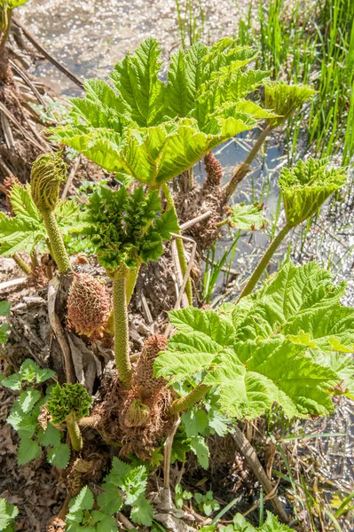 Prickly Rhubarb near water — Stock Photo, Image