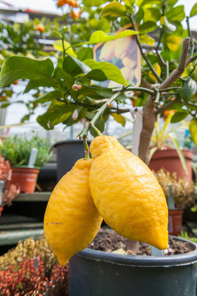 Two lemons on a small tree