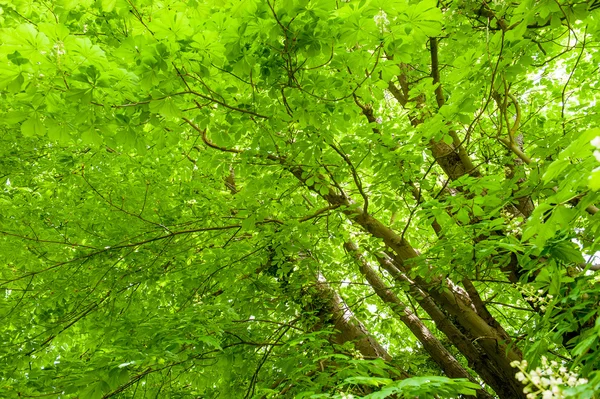 Hojas de árbol verde — Foto de Stock