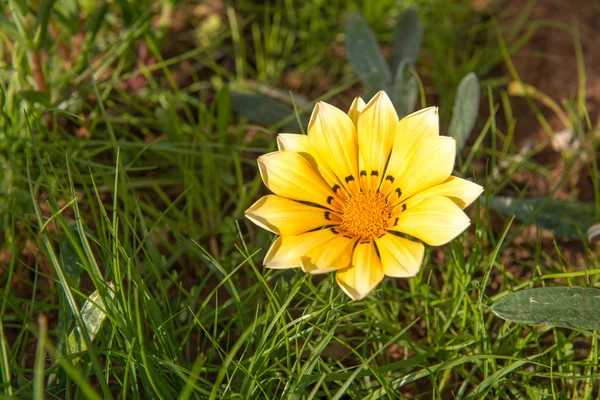 Желтый летний цветок — стоковое фото