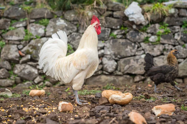 Alimentation du coq blanc — Photo