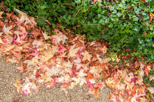 Folhas vermelhas caídas — Fotografia de Stock