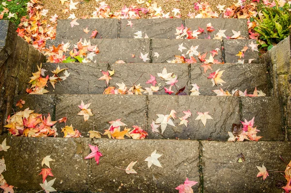 Fallen leaves on step — Stock Photo, Image
