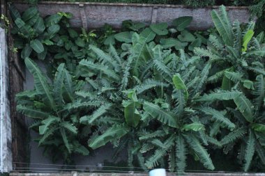 Bangladeş, Dhaka 'daki aşırı gelişmiş yeşil arsa, altı aydır dokunulmamış. Toprak tamamen yemyeşil yapraklar, yabani bitkiler ve muz ağaçları ile kaplıdır. Doğal, tropik ve terk edilmiş bir manzara yaratır..