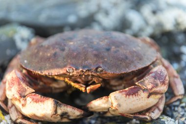 Bir Atlantik Kaya Yengeci, kanser irroratus, Maine 'in kayalık sahillerinde.