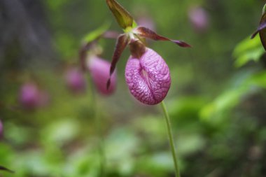 Yazın New Hartford Connecticut 'ta bir parkta pembe terlik açan orkideler..