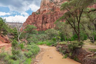 Fremont Cottonwood ağaçları Springdale Utah 'taki Zion Ulusal Parkı boyunca bakire nehri kaplıyor..