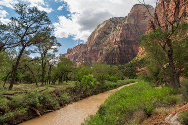 Fremont Cottonwood ağaçları Springdale Utah 'taki Zion Ulusal Parkı boyunca bakire nehri kaplıyor..