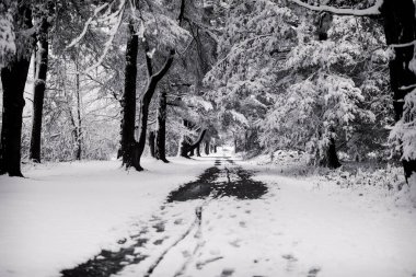 Litchfield 'daki Topsmead eyalet ormanında ağaçlarla kaplı ve karla kaplı bir yol..