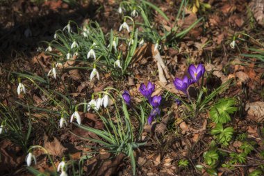 Bahar mevsiminin başlarında Ridgefield Connecticut bahçesinde mor ve beyaz kardamlaları çiçek açıyor..