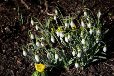 Ridgefield Connecticut bahçesinde ilkbaharın başlarında açan beyaz kar damlaları..