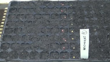 Taze ekilen kırmızı ve siyah güller etiketleme